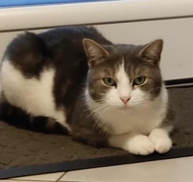 chat